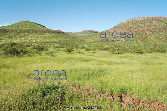: Namibia - Unusual green scenery after heavy rainfalls : Namibia - Unusual green scenery after heavy rainfalls