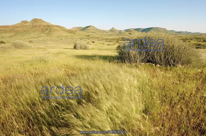 : Namibia - Unusual green scenery after heavy rainfalls : Namibia - Unusual green scenery after heavy rainfalls
