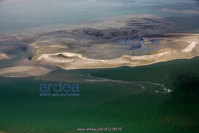 : Namibia, Walvis Bay. Aerial view of flamingos : Namibia, Walvis Bay. Aerial view of flamingos