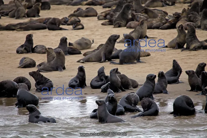 : Namibia, Walvis Bay. Cape Fur Seal Colony : Namibia, Walvis Bay. Cape Fur Seal Colony
