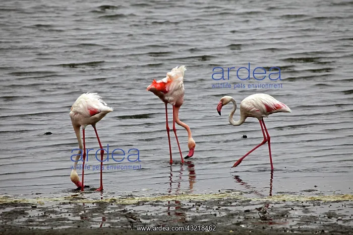 : Namibia, Walvis Bay. Flamingos feeding at : Namibia, Walvis Bay. Flamingos feeding at