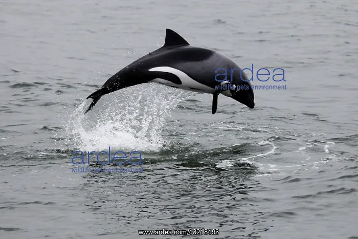 : Namibia, Walvis Bay. The Heaviside's Dolphin : Namibia, Walvis Bay. The Heaviside's Dolphin