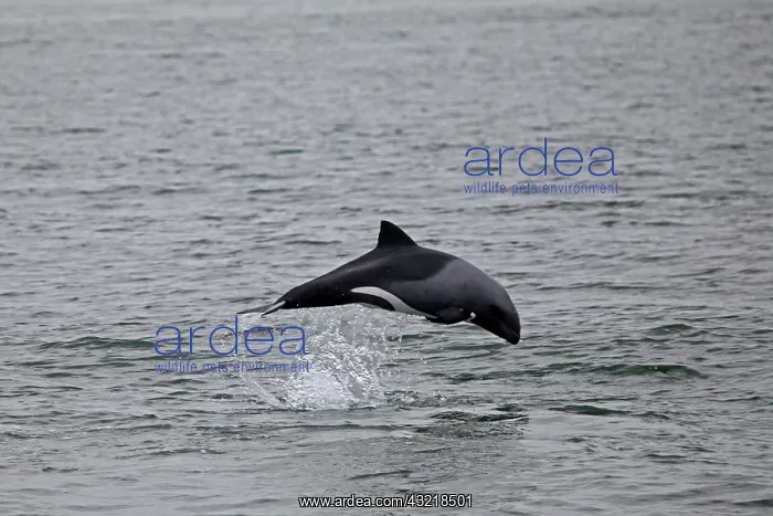 : Namibia, Walvis Bay. The Heaviside's Dolphin : Namibia, Walvis Bay. The Heaviside's Dolphin