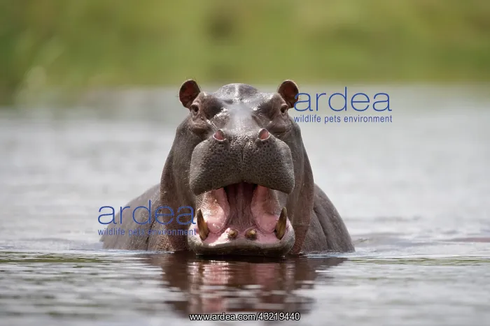 : Namibia, Water Hippopotamus (Hippopotamus : Namibia, Water Hippopotamus (Hippopotamus