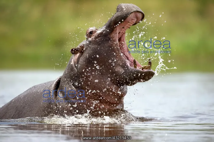 : Namibia, Water Hippopotamus (Hippopotamus : Namibia, Water Hippopotamus (Hippopotamus