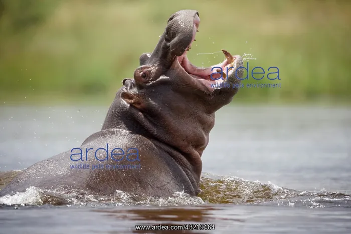 : Namibia, Water Hippopotamus (Hippopotamus : Namibia, Water Hippopotamus (Hippopotamus
