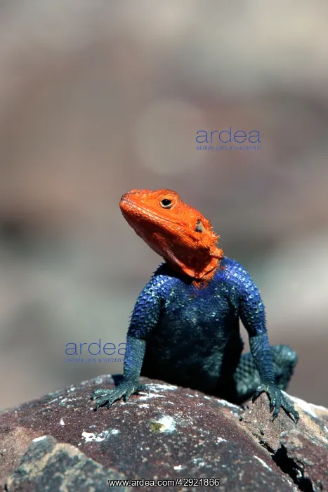 : Namibian Rock Agama LIZARD : Namibian Rock Agama LIZARD