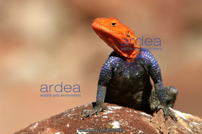 : Namibian Rock Agama LIZARD : Namibian Rock Agama LIZARD