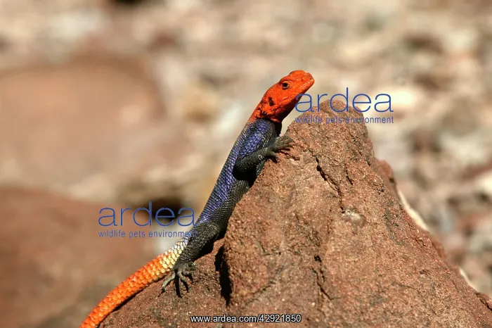 : Namibian Rock Agama LIZARD : Namibian Rock Agama LIZARD