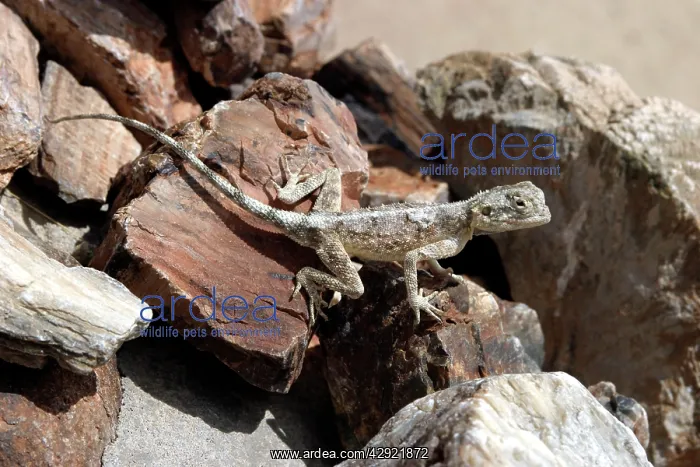 : Namibian Rock Agama LIZARD - hiding : Namibian Rock Agama LIZARD - hiding