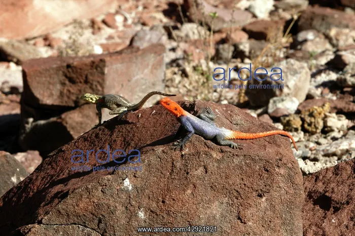 : Namibian Rock Agama LIZARDS : Namibian Rock Agama LIZARDS