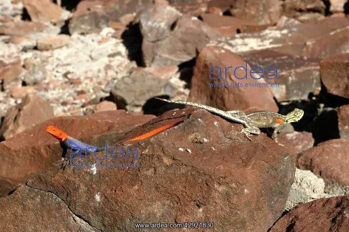 : Namibian Rock Agama LIZARDS : Namibian Rock Agama LIZARDS