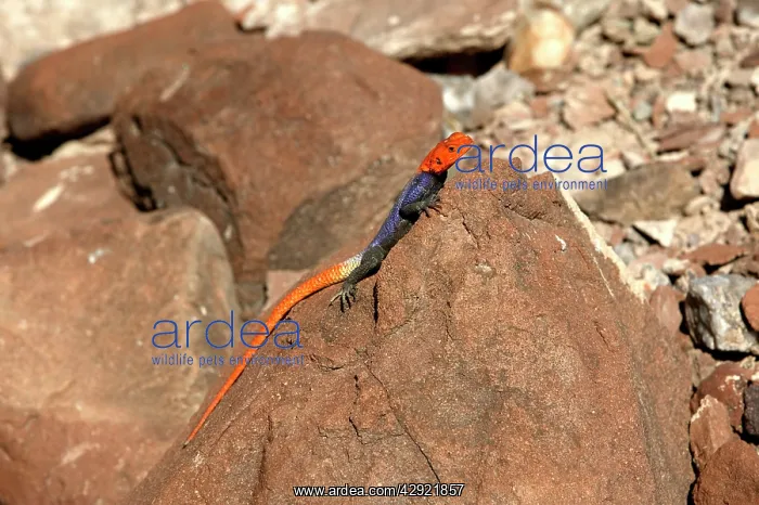 : Namibian Rock Agama LIZARDS : Namibian Rock Agama LIZARDS