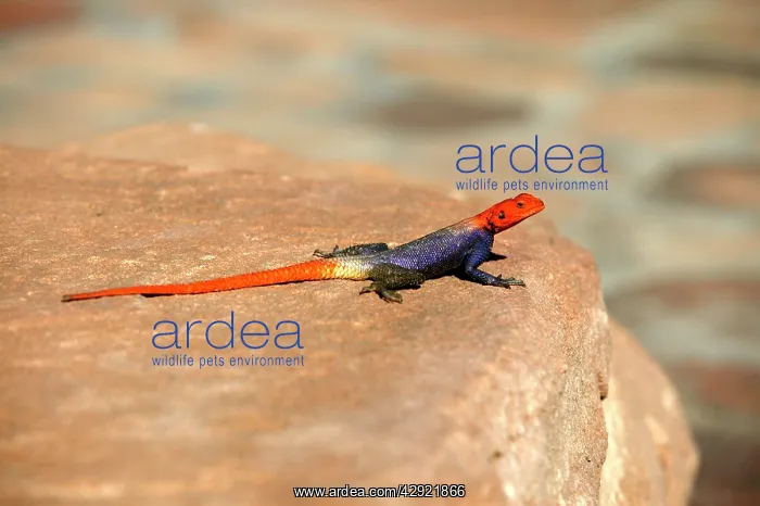 : Namibian Rock Agama LIZARDS : Namibian Rock Agama LIZARDS