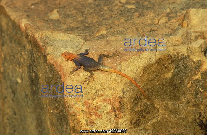 : Namibian Rock Agama - Male, basking and displaying : Namibian Rock Agama - Male, basking and displaying