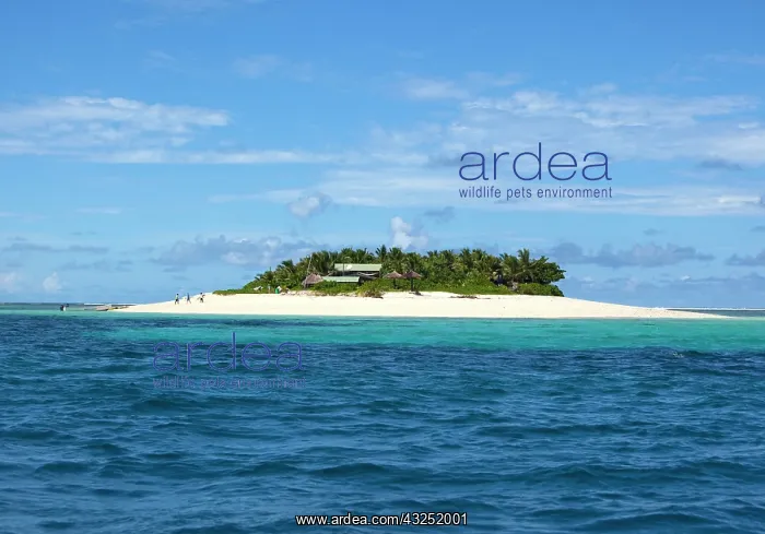 : Namotu Island, Mamanucas, Fiji : Namotu Island, Mamanucas, Fiji