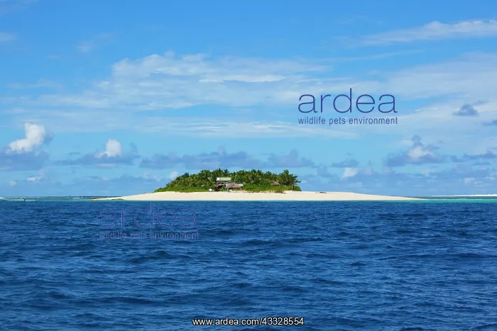 : Namotu Island, Mamanucas, Fiji : Namotu Island, Mamanucas, Fiji