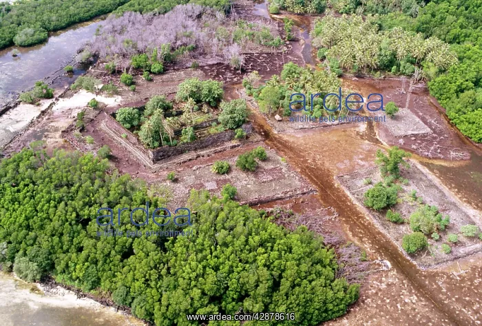 : Nan Madol ruins: Nandauwas fortress Pohnpei Island : Nan Madol ruins: Nandauwas fortress Pohnpei Island