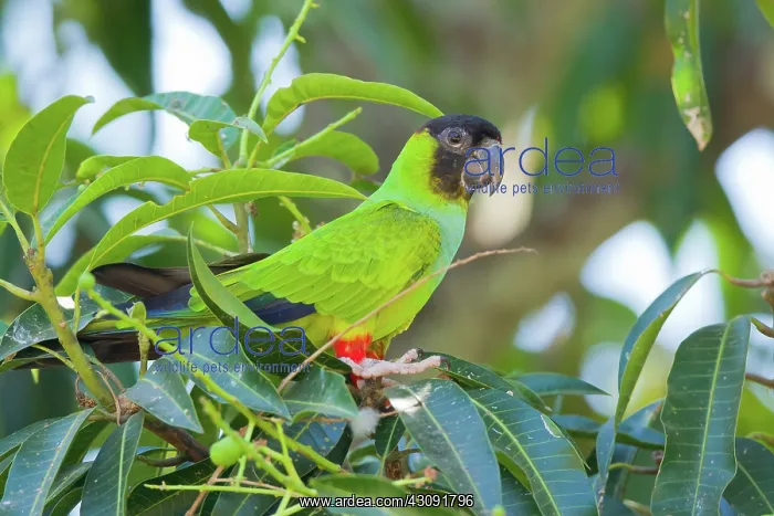 : Nanday or Black-hooded Parakeet : Nanday or Black-hooded Parakeet