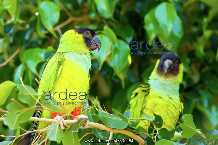 : Nanday or Black-hooded Parakeet : Nanday or Black-hooded Parakeet