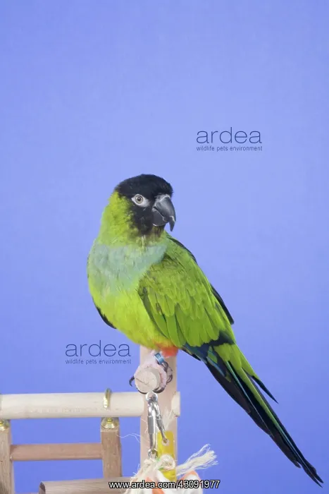 : Nanday Conure : Nanday Conure