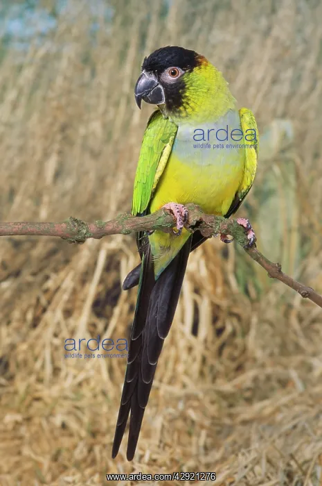: Nanday Conure - hen : Nanday Conure - hen