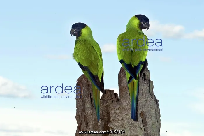 : Nanday Conures : Nanday Conures