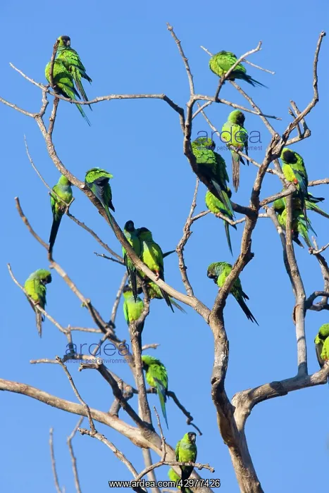 : Nanday Parakeet - flock perched on a dead tree : Nanday Parakeet - flock perched on a dead tree