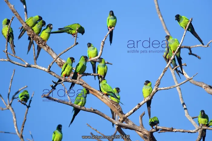 : Nanday Parakeet - flock perched on a dead tree : Nanday Parakeet - flock perched on a dead tree