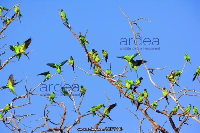  : Nanday Parakeet - flock perched on a dead tree