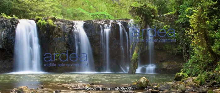 : Nandroya Falls - lower part of this beautiful two-tiered : Nandroya Falls - lower part of this beautiful two-tiered