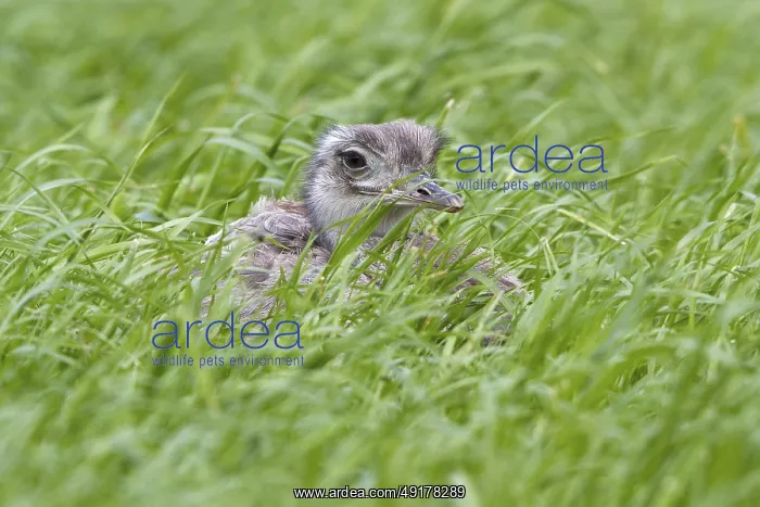 : Nandu brA¼tet Nandu brütet : Nandu brA¼tet Nandu brütet