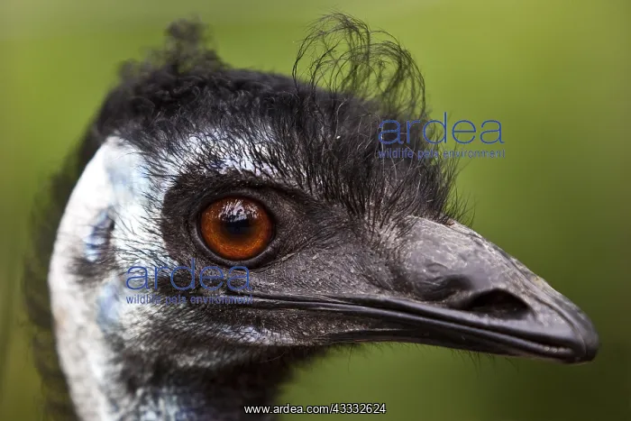 : Nandu (Rhea americana), animal portrait, captive : Nandu (Rhea americana), animal portrait, captive