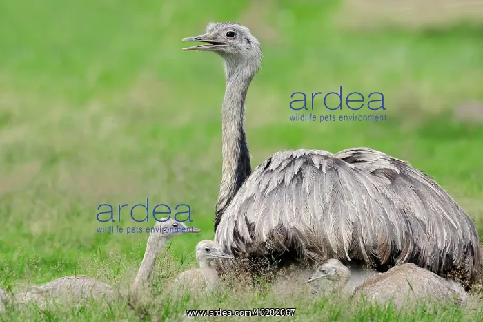 : Nandu (Rhea americana), female with young birds : Nandu (Rhea americana), female with young birds