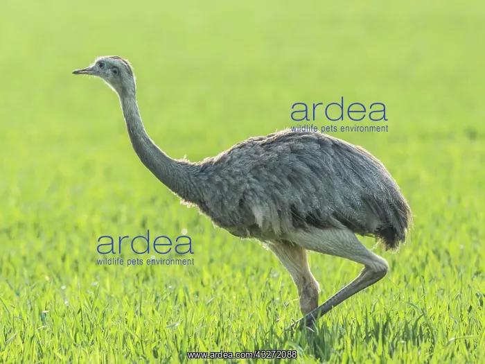 : Nandu (Rhea americana), Mecklenburg-Vorpommern : Nandu (Rhea americana), Mecklenburg-Vorpommern