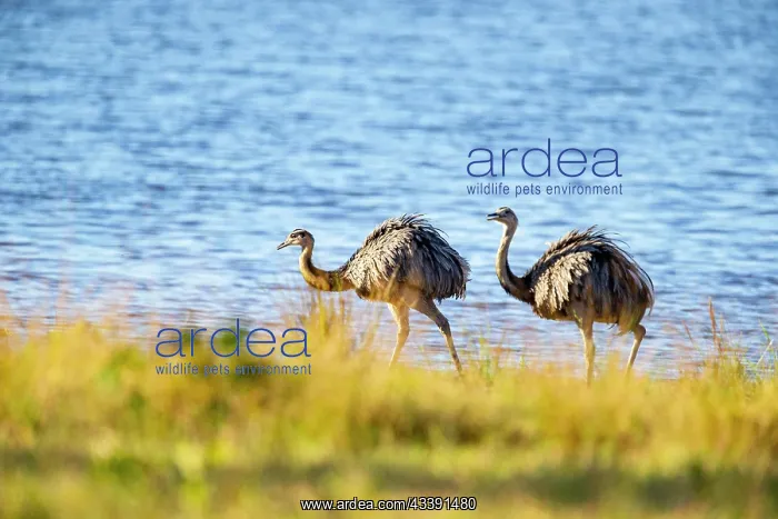 : Nandu (Rhea americana) Pantanal Brazil : Nandu (Rhea americana) Pantanal Brazil