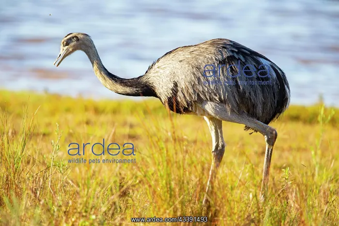 : Nandu (Rhea americana) Pantanal Brazil : Nandu (Rhea americana) Pantanal Brazil
