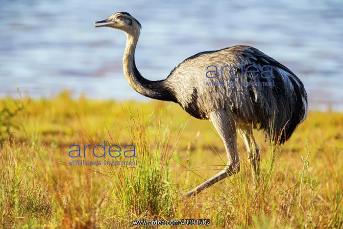 : Nandu (Rhea americana) Pantanal Brazil : Nandu (Rhea americana) Pantanal Brazil