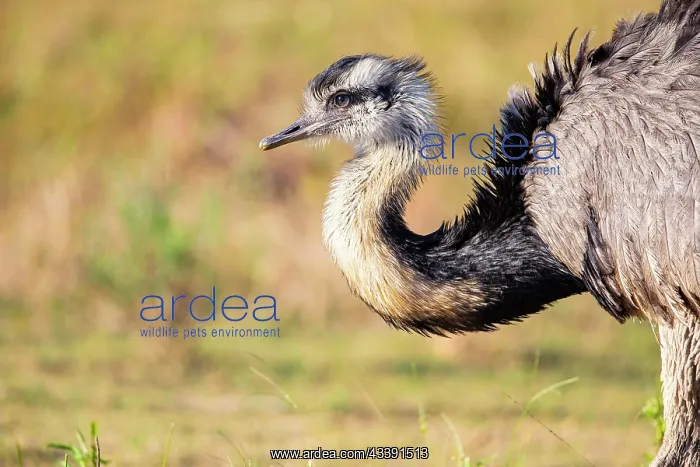 : Nandu (Rhea americana) Pantanal Brazil : Nandu (Rhea americana) Pantanal Brazil