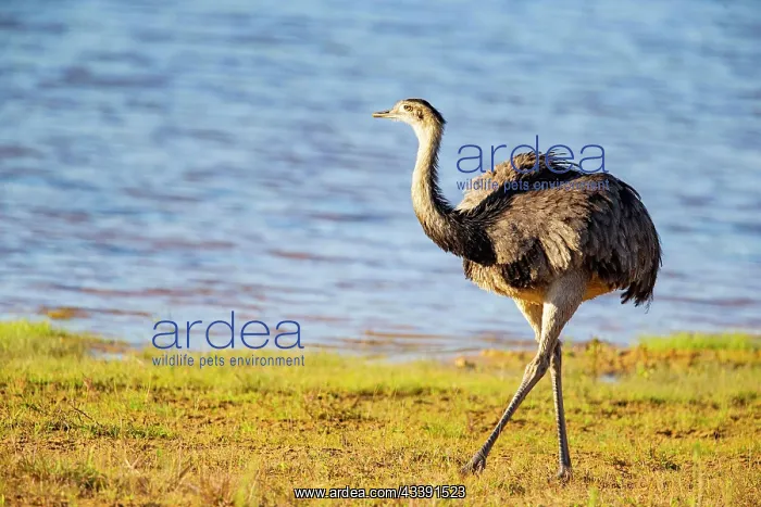 : Nandu (Rhea americana) Pantanal Brazil : Nandu (Rhea americana) Pantanal Brazil