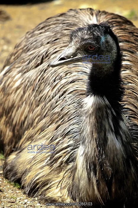 : Nandu (Rhea americana), sitting, animal portrait : Nandu (Rhea americana), sitting, animal portrait