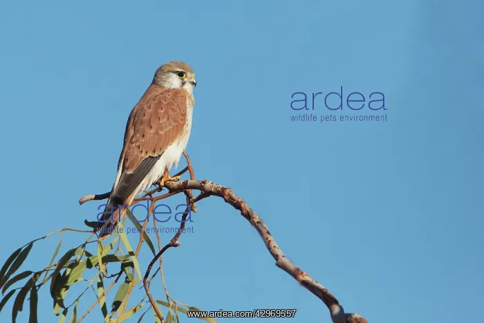 : Nankeen Kestrel : Nankeen Kestrel