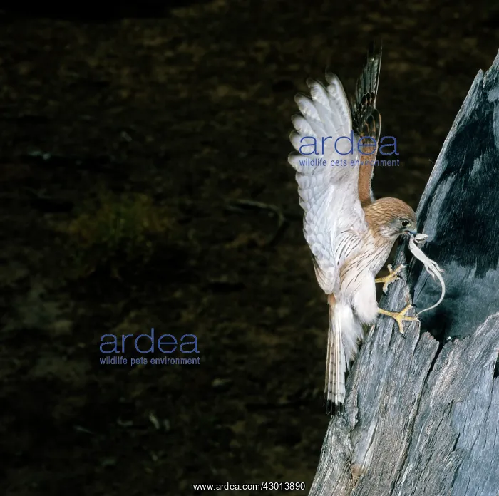  : Nankeen Kestrel