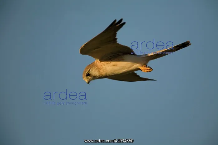: Nankeen Kestrel in flight at dawn : Nankeen Kestrel in flight at dawn