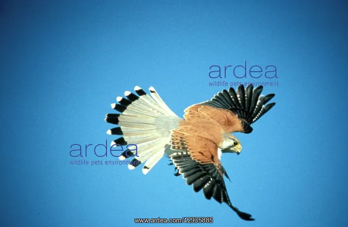 : Nankeen kestrel - male in flight : Nankeen kestrel - male in flight