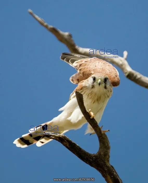 : Nankeen Kestrel - Perched on branch : Nankeen Kestrel - Perched on branch