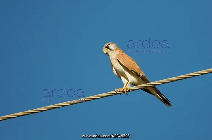 : Nankeen Kestrel watching for prey : Nankeen Kestrel watching for prey