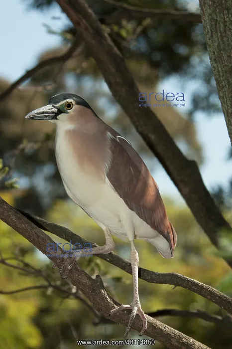  : Nankeen Night Heron