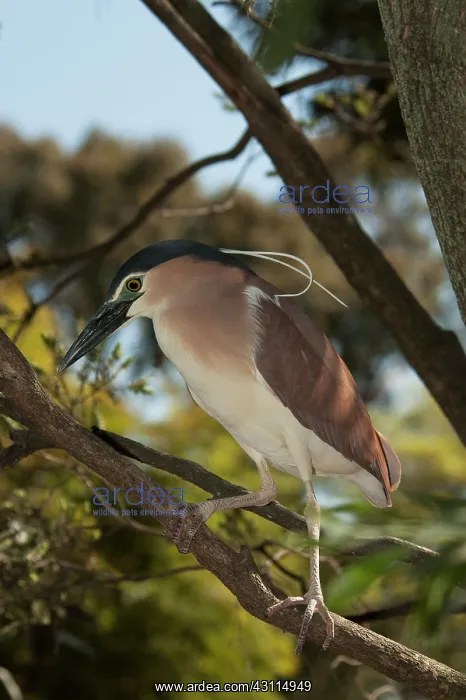 : Nankeen Night Heron : Nankeen Night Heron