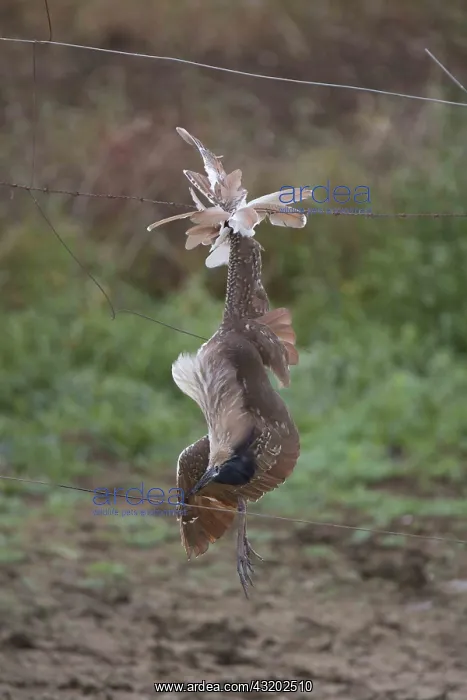 : Nankeen Night Heron - An adult bird caught on a : Nankeen Night Heron - An adult bird caught on a